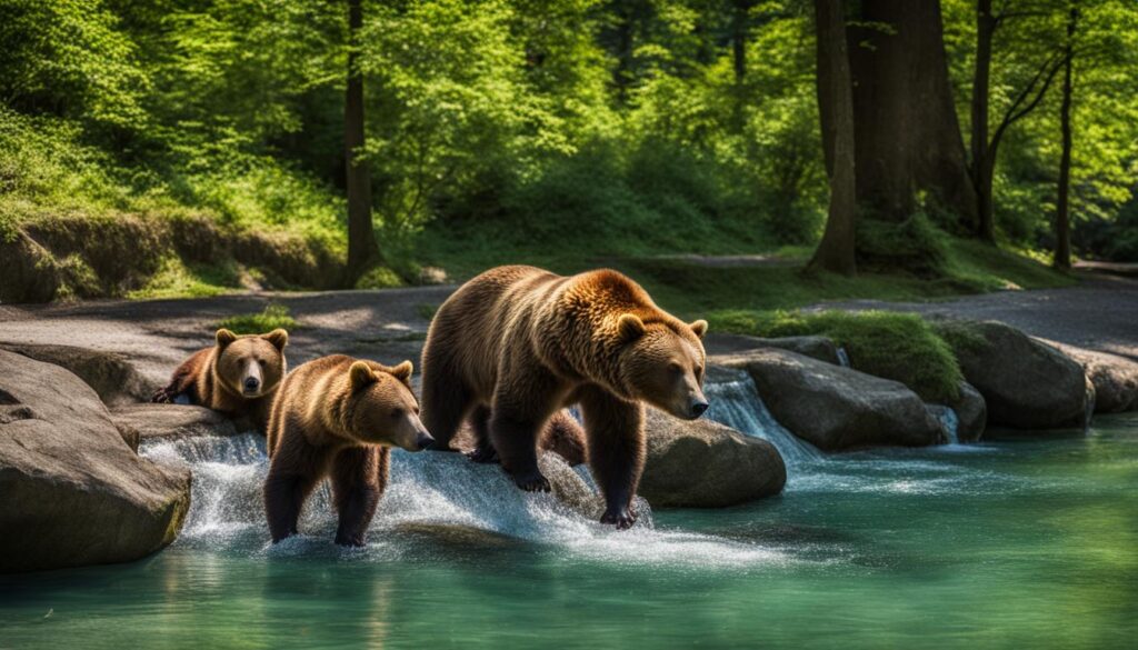 Bear Park Bear Park