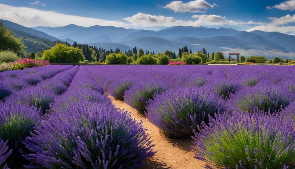 Cameron Lavender Garden Cameron Lavender Garden