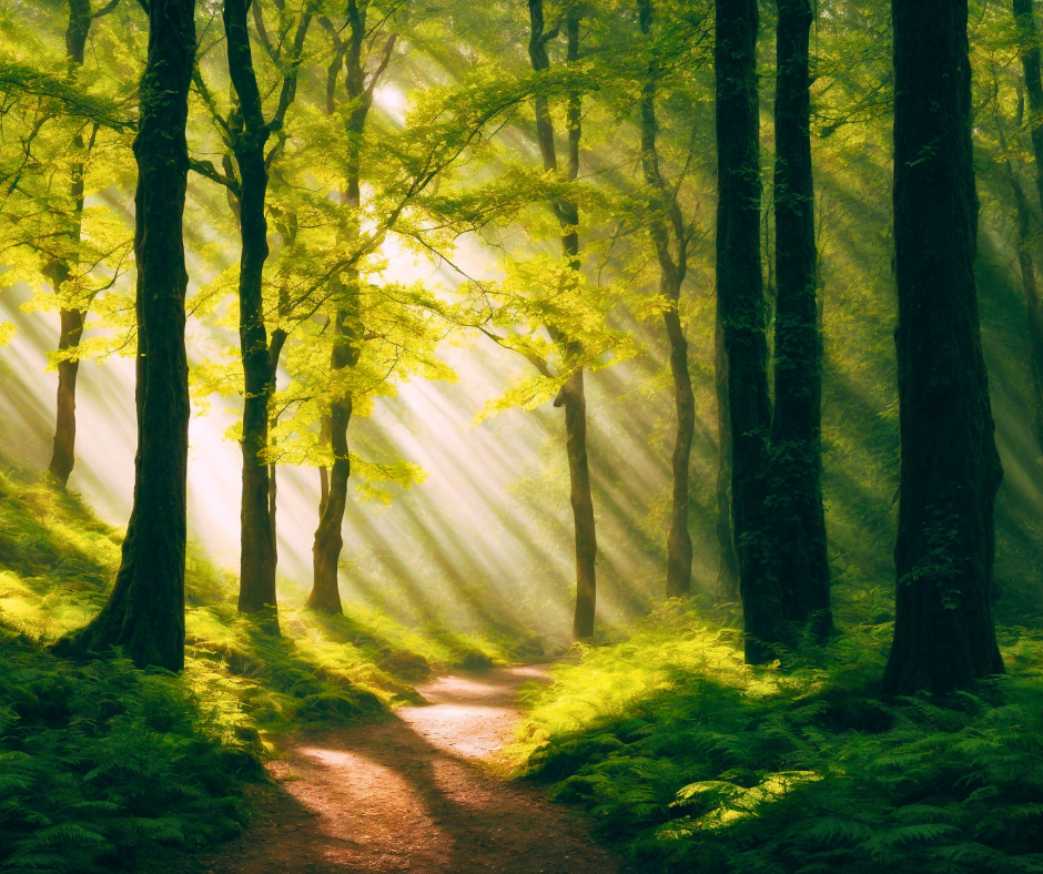 Black Forest