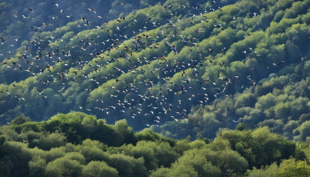 bird migration bird migration
