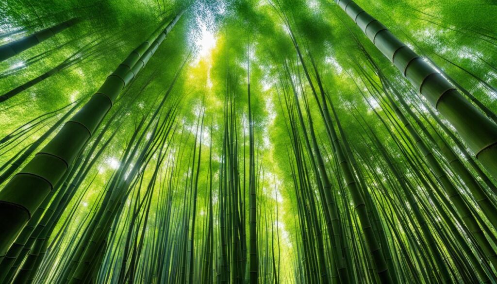 Sagano bamboo forest Sagano bamboo forest