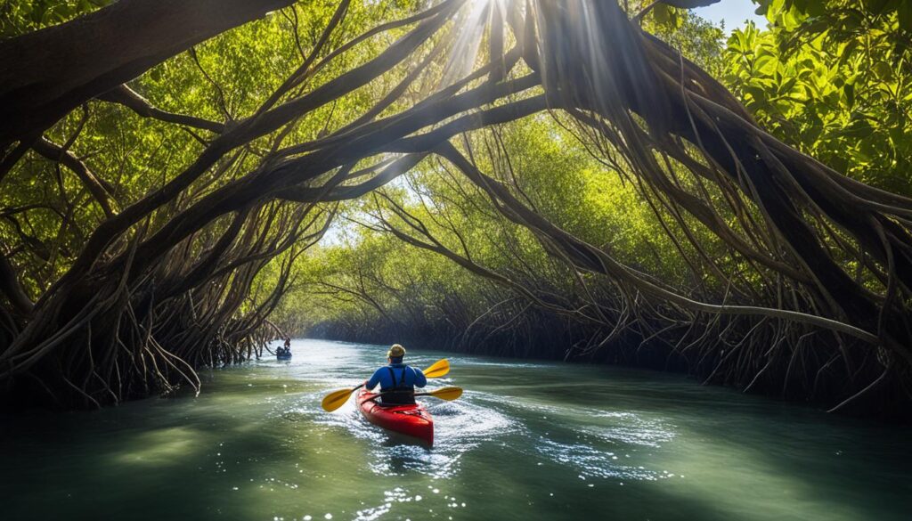 Best kayaking tours in Tampa mangroves Best kayaking tours in Tampa mangroves