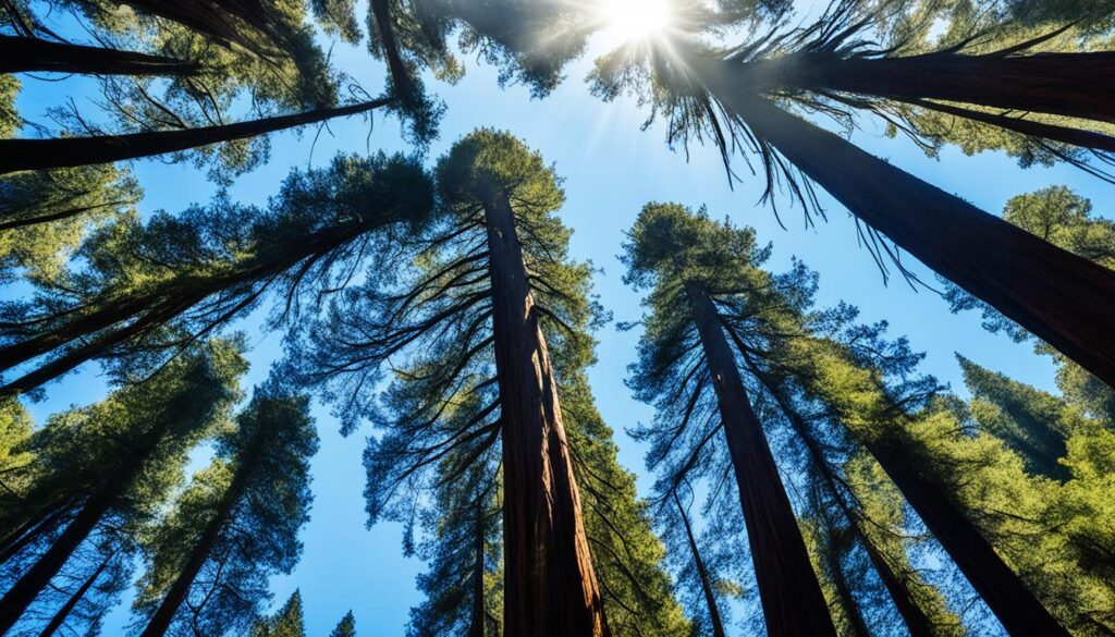 Coastal Redwoods Coastal Redwoods
