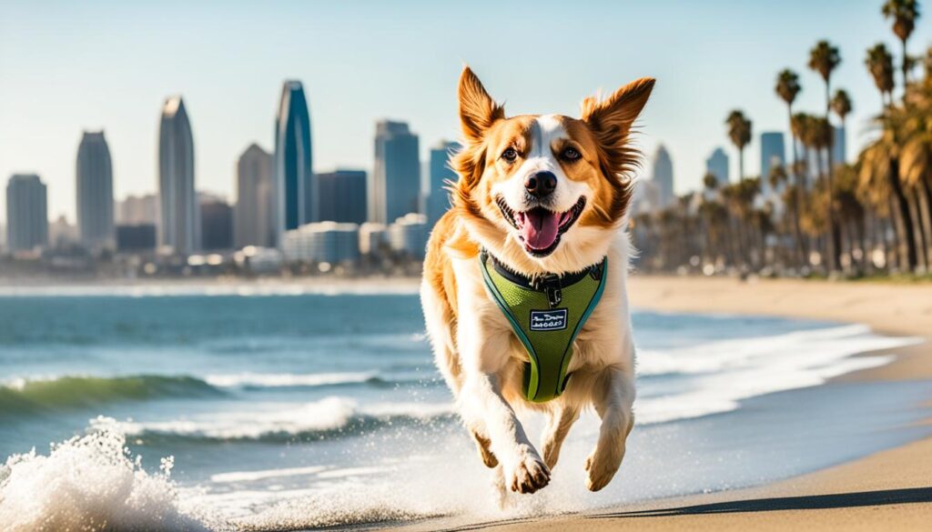Dog-friendly activities in San Diego Dog-friendly activities in San Diego