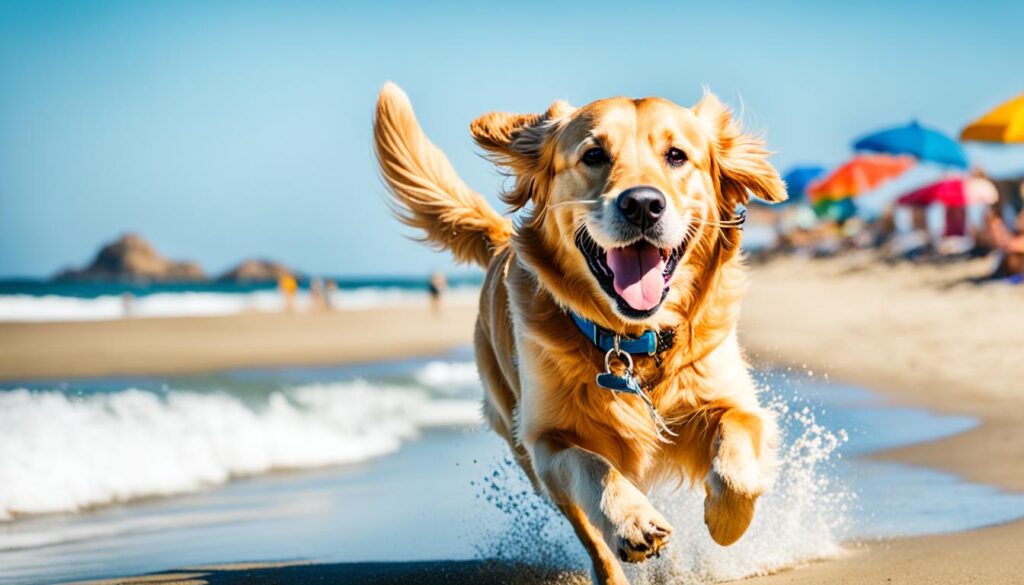 Dog-friendly beach in Tampa Bay Dog-friendly beach in Tampa Bay