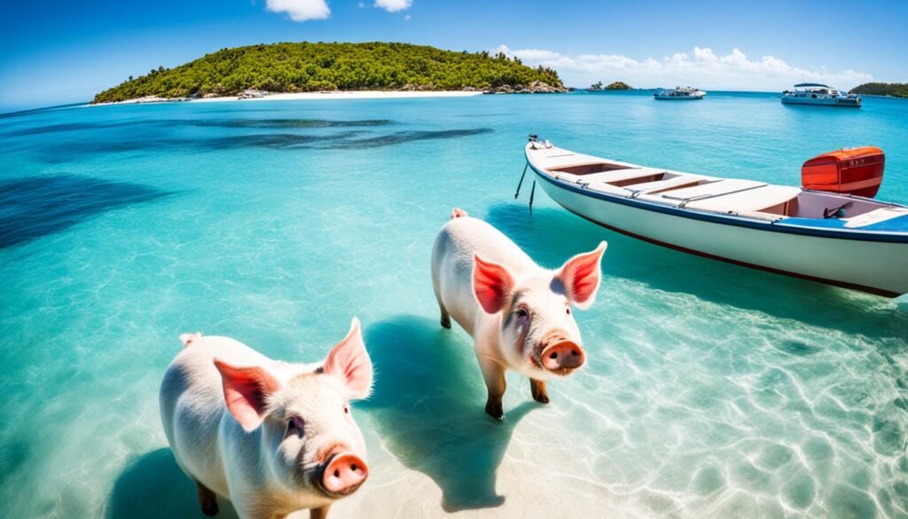 Exuma Pig Beach Tours Exuma Pig Beach Tours