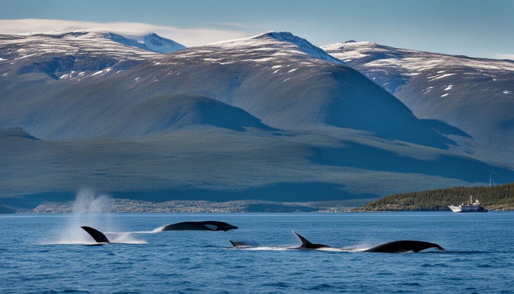 Factors affecting whale behavior in Tromsø Factors affecting whale behavior in Tromsø