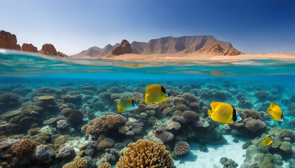 Peak Swimming Season in Sharm El Sheikh Peak Swimming Season in Sharm El Sheikh