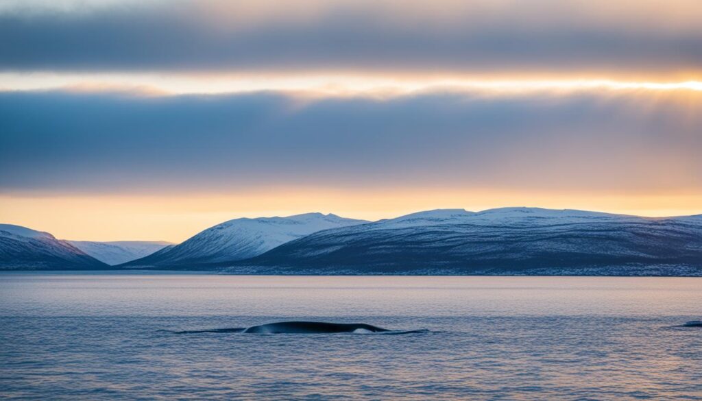 Timing for Whale Watching in Tromsø Timing for Whale Watching in Tromsø