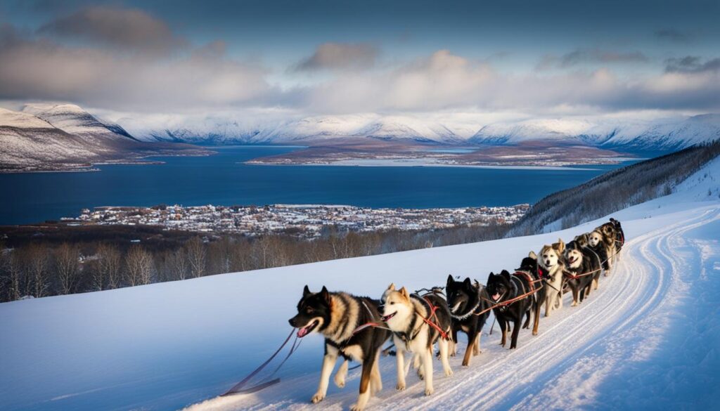 Tromsø dog sledding tour Tromsø dog sledding tour