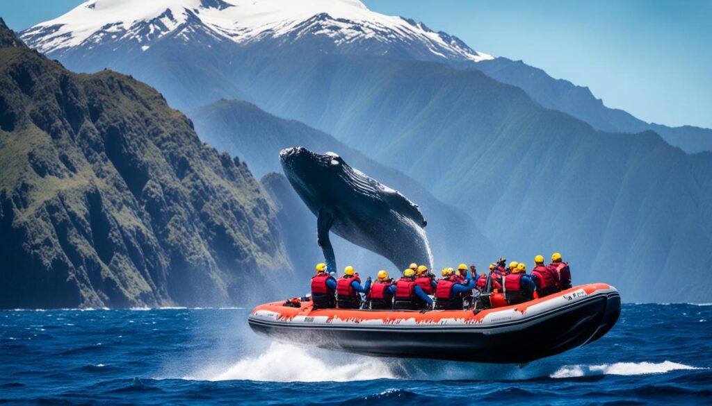 Zodiac Whale Watching Expedition Zodiac Whale Watching Expedition