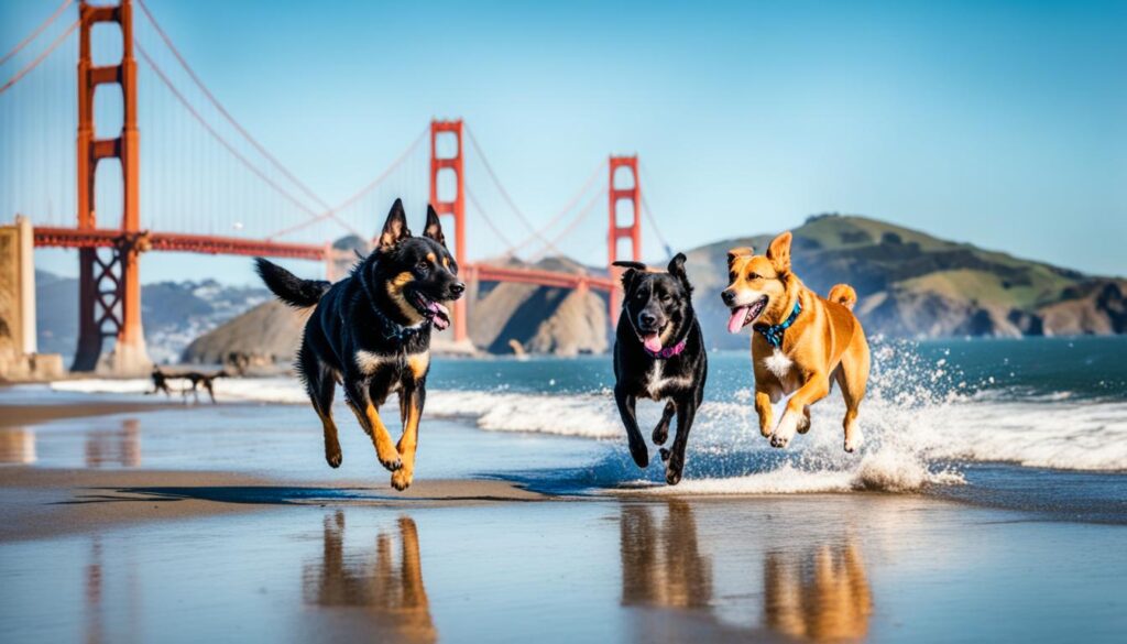 dog-friendly activities near San Francisco dog-friendly activities near San Francisco