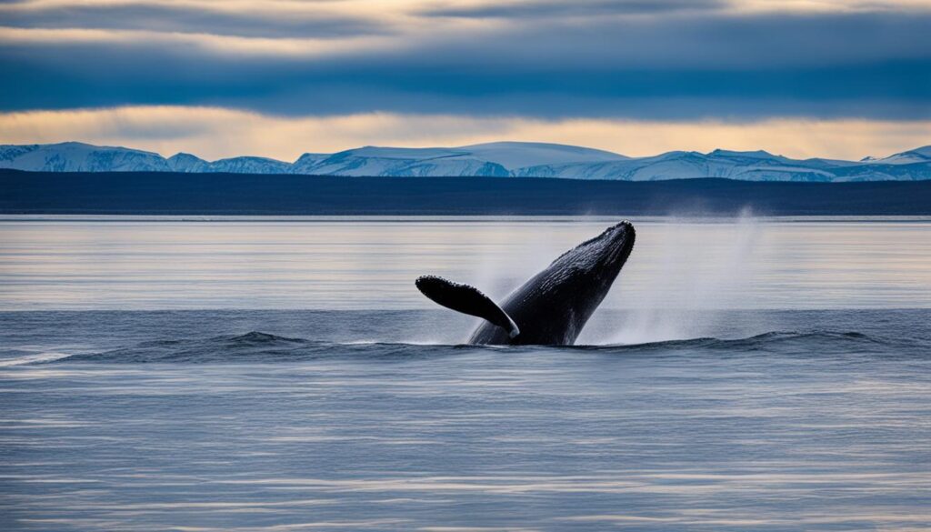 whale watching in Churchill Manitoba whale watching in Churchill Manitoba