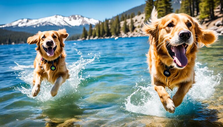 Best dog-friendly activities in Lake Tahoe