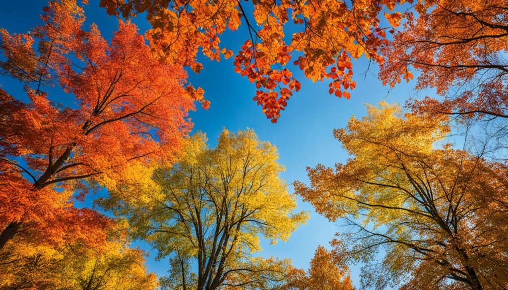 Fall Visuals Champaign-Urbana Fall Foliage: A Visual Guide