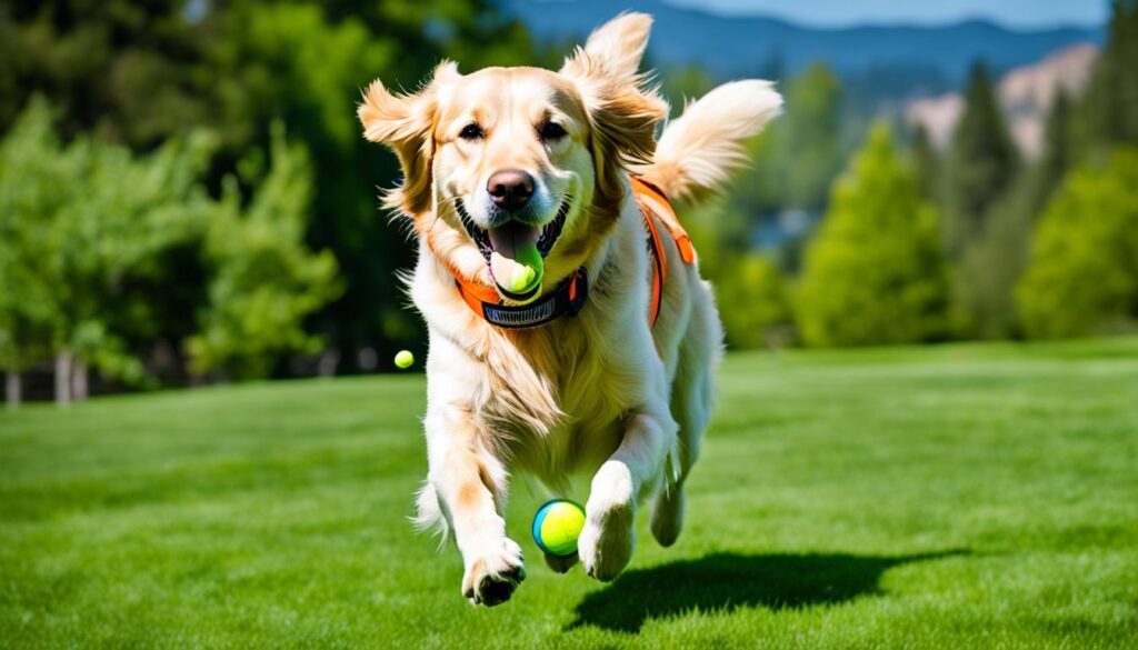 Denver dog-friendly travel tips Denver dog-friendly travel tips