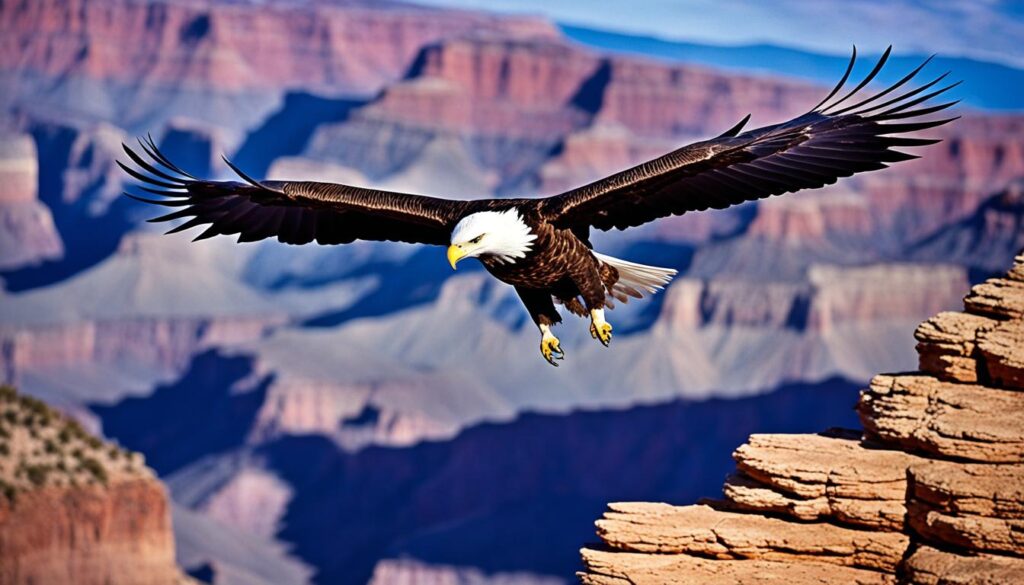Wildlife at the Grand Canyon Wildlife at the Grand Canyon