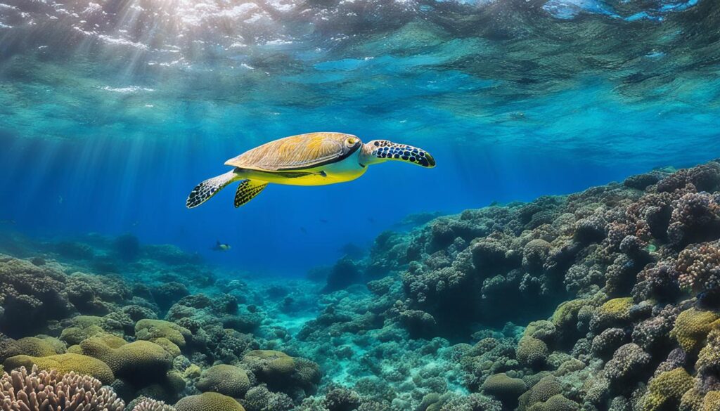 hidden snorkeling gems in Waipi'o Valley hidden snorkeling gems in Waipi'o Valley