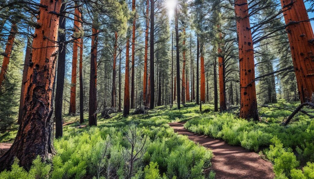 off the beaten path Flagstaff off the beaten path Flagstaff