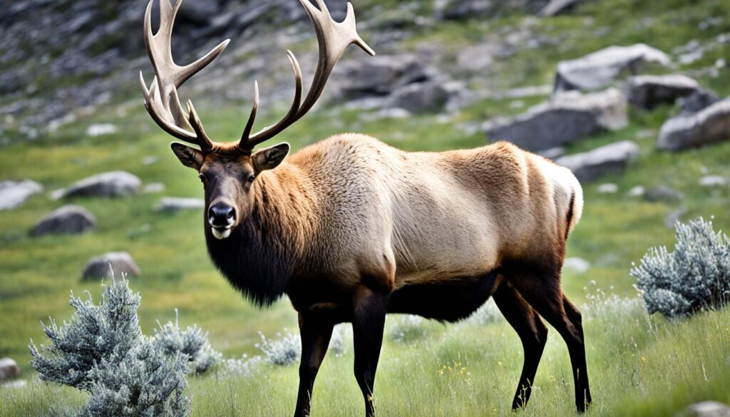 wildlife viewing in Rocky Mountain National Park wildlife viewing in Rocky Mountain National Park