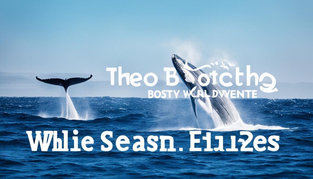 Boston whale watching calendar Boston whale watching calendar