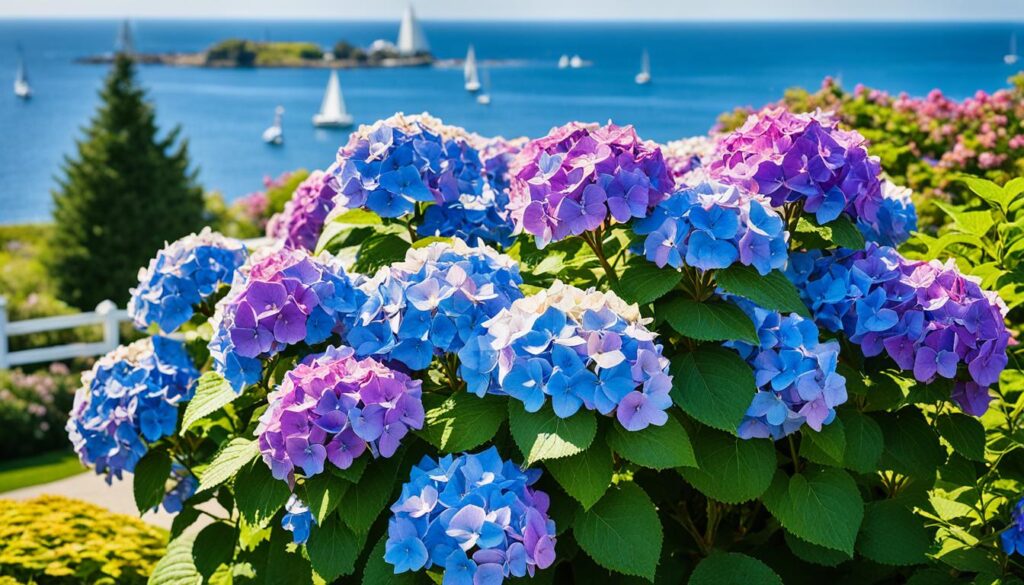 Cape Cod Hydrangea Festival Cape Cod Hydrangea Festival
