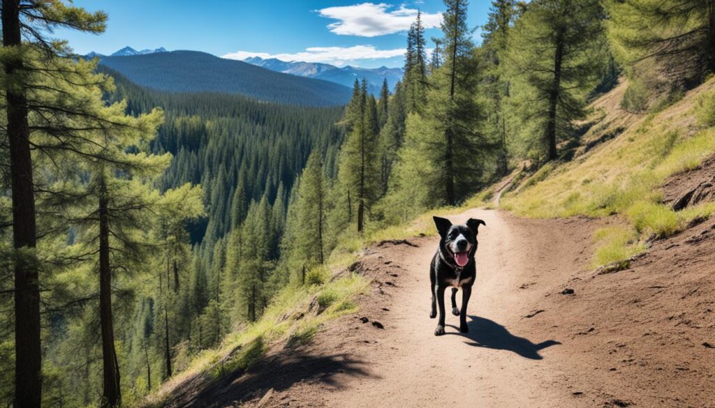 Dog-friendly hiking trail in Boulder Dog-friendly hiking trail in Boulder