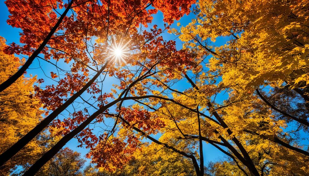autumn leaves autumn leaves