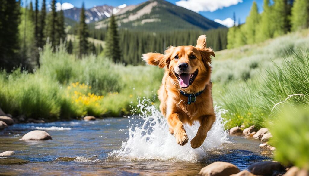 best dog-friendly spots in Aspen best dog-friendly spots in Aspen