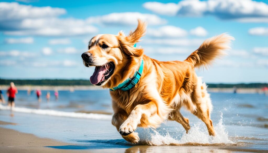 Canine-Friendly Beaches in Jurmala Canine-Friendly Beaches in Jurmala