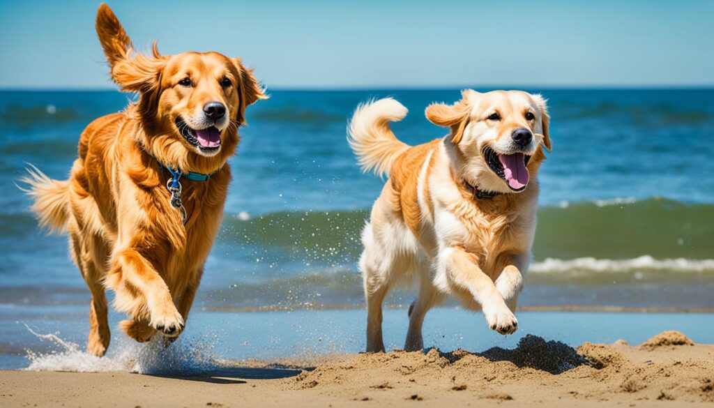 Jurmala dog-friendly shorelines Jurmala dog-friendly shorelines
