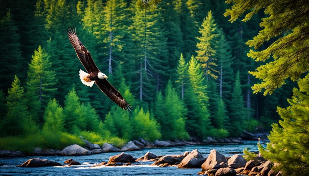 Nida nature reserves wildlife Nida nature reserves wildlife