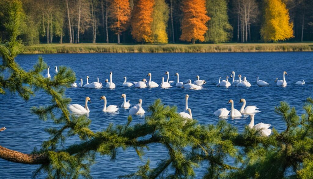 bird species in Trakai bird species in Trakai