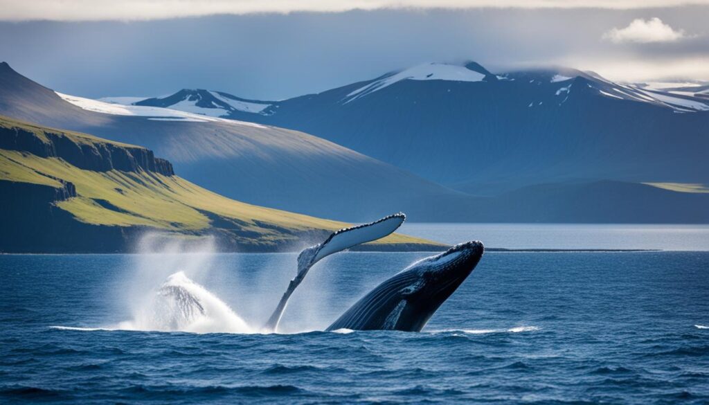 Akureyri whale watching