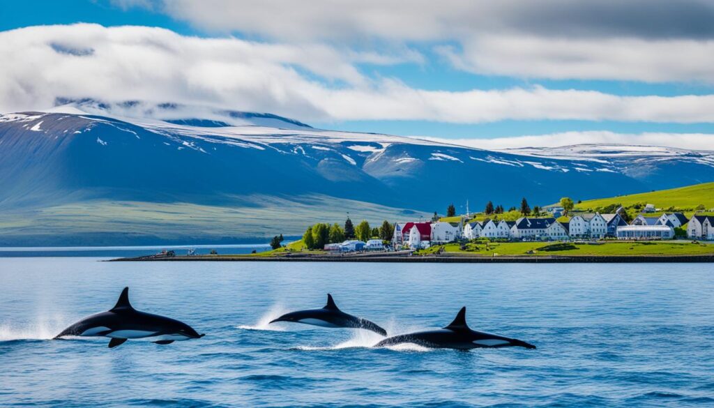 Akureyri whale watching Akureyri whale watching