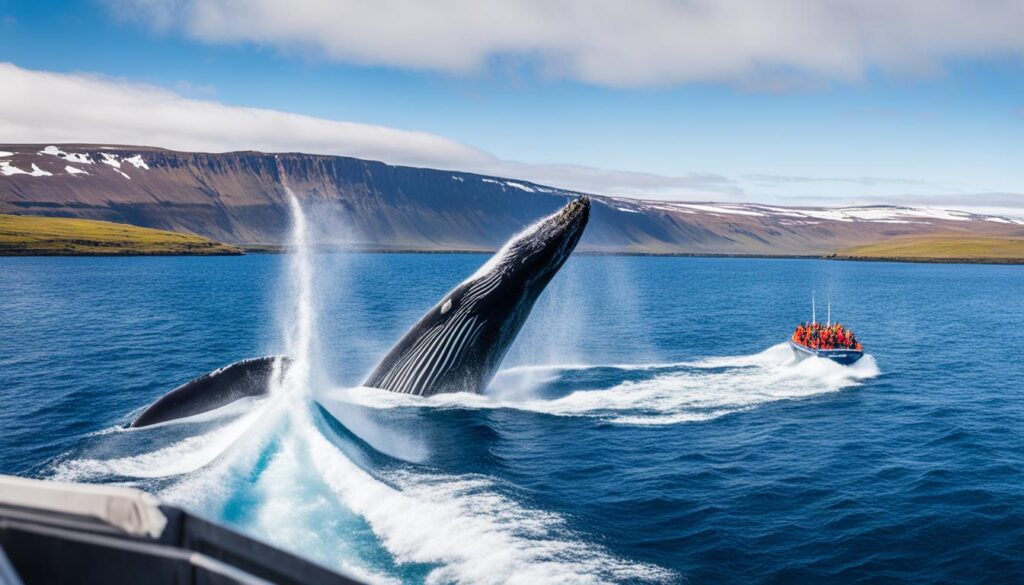 Akureyri whale watching tours and wildlife encounters Akureyri whale watching tours and wildlife encounters