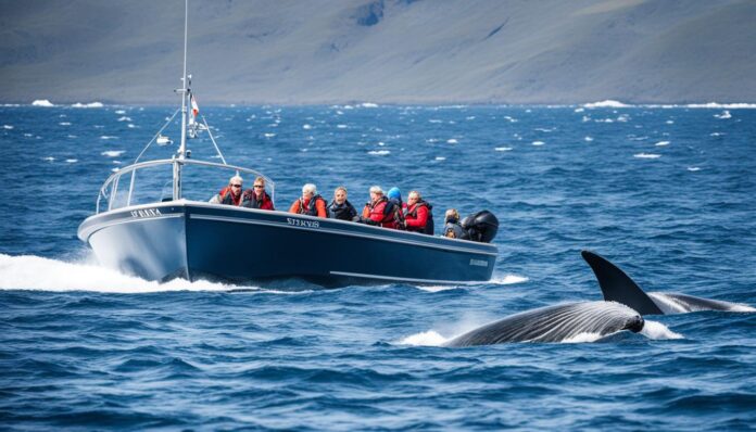 Are there any ethical whale watching tours available in Husavik?