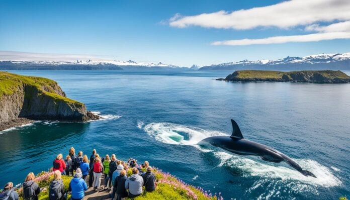 Best day trips from Ísafjörður: whale watching, exploring Dynjandi waterfall?