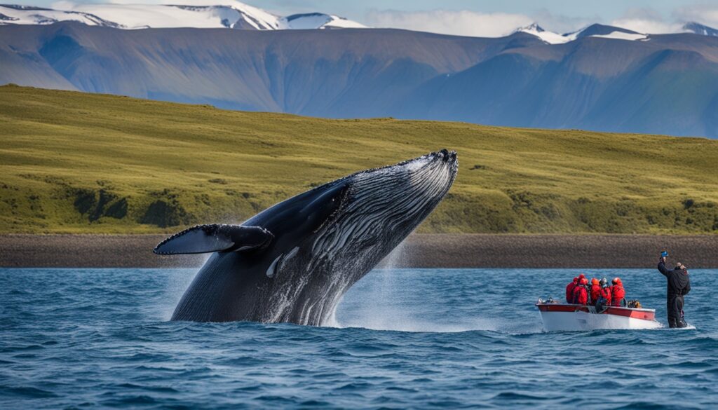 Husavik family-friendly tours