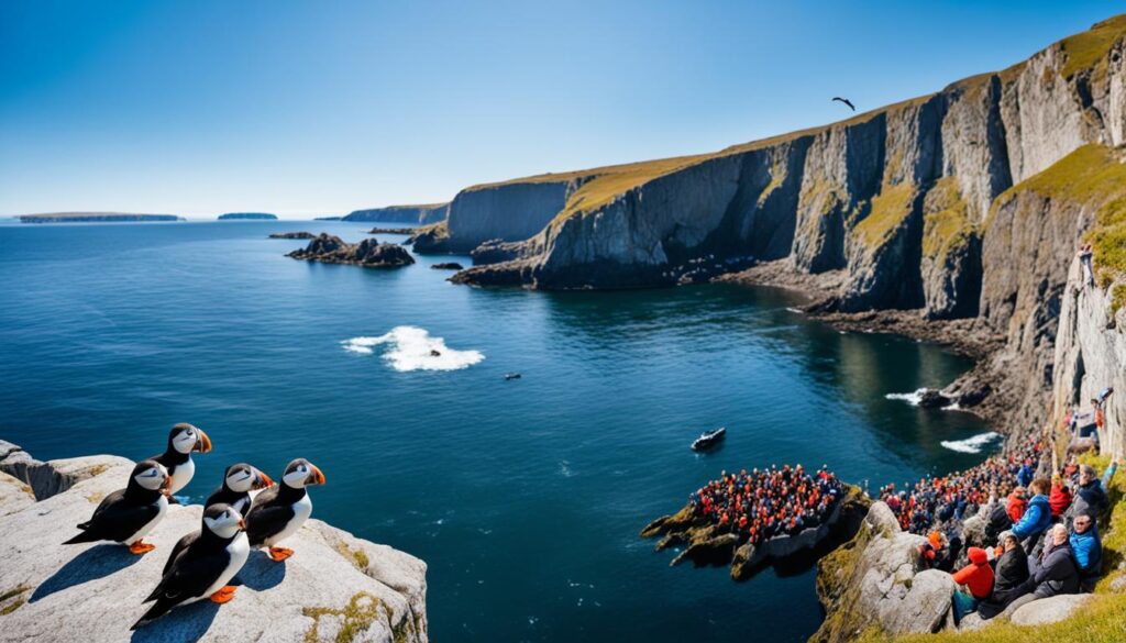 Husavik puffin tours Husavik puffin tours