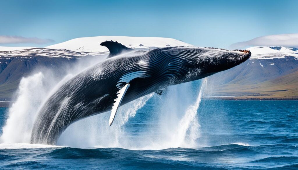 Husavik whale watching