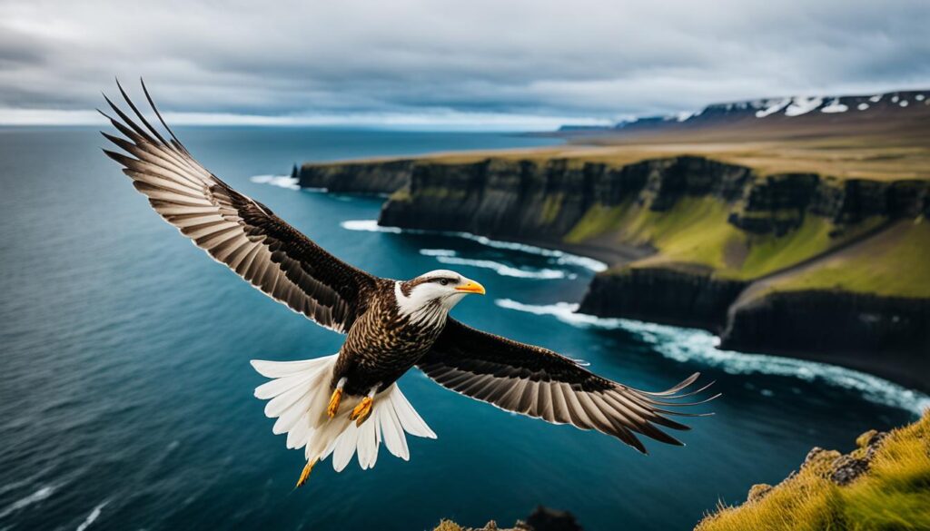 Iceland bird watching Iceland bird watching
