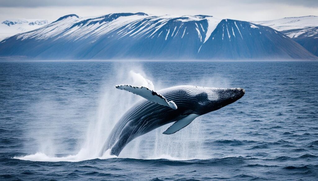 Iceland whale watching tours Iceland whale watching tours