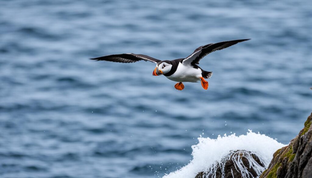 Puffin Behavior