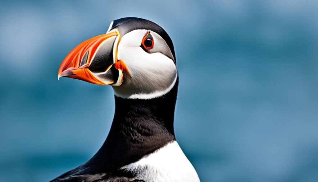 Puffin Watching Photography Tips