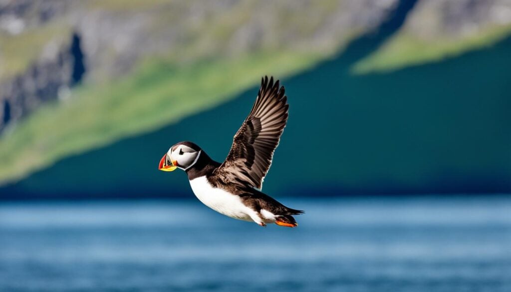 Puffin Watching in Ísafjörður