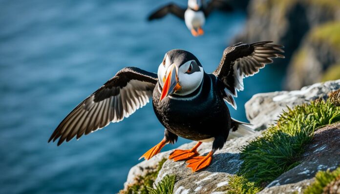 Puffin watching Ísafjörður