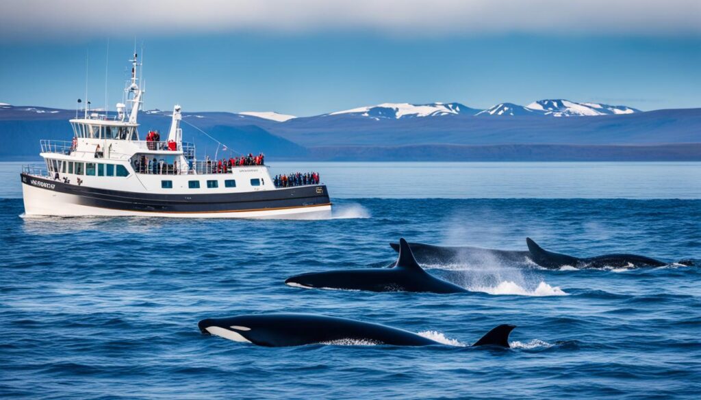 Responsible whale watching practices in Husavik