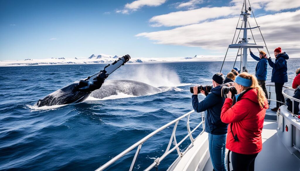 Reykjavik whale watching discounts Reykjavik whale watching discounts