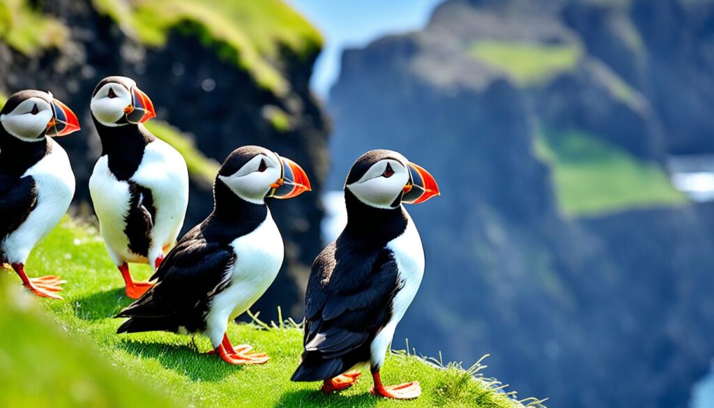 Vik Puffin Tours Vik Puffin Tours